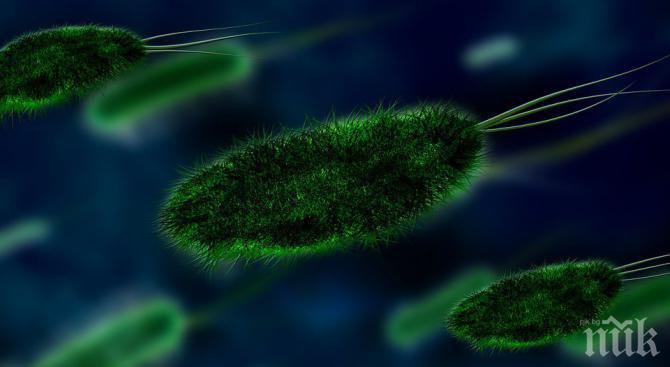 СЕНЗАЦИОННО ОТКРИТИЕ! Бактериите общуват помежду си, за да прецакат антибиотиците