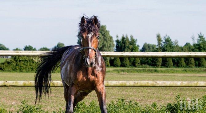 ШОК В САНДАНСКИ! Кон захапа за шията 8-годишно момче