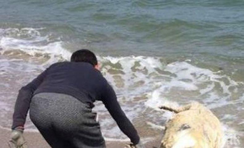 ШАШ! Мъртъв овен изплува на Северния плаж в Бургас (СНИМКИ) 