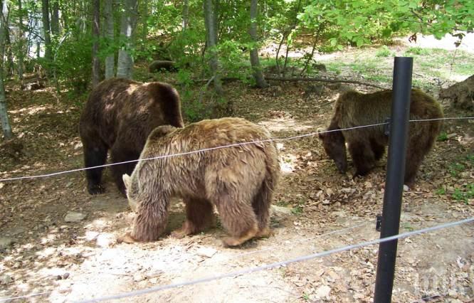 Танцуващите мечки в Белица осиротяха: Приспаха мечока Гошо