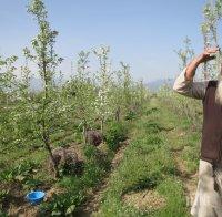 Монаси отглеждат биопродукти, с парите от тях вдигат църква