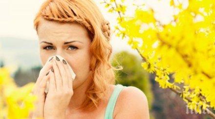 всеки трети българин страда алергия победим сенната хрема полените дърветата тревите