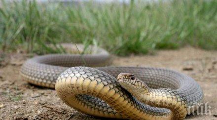 шок вида змии шашкат бургазлии