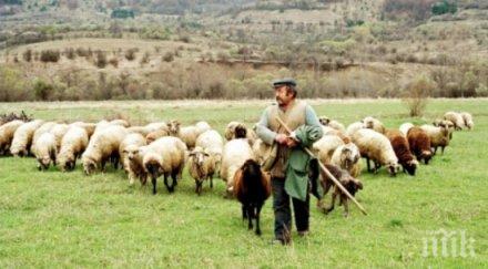 заплатата овчар 1500 внасяме виетнам