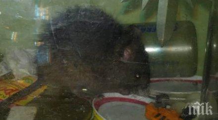 напаст мишки гиганти нападат продукцията земеделци кюстендилско снимка