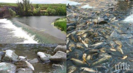 шокиращ сигнал пик полицаи чудовищна афера избиват незаконно рибата ток размножителния период реките опустяха видео