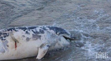 морето изхвърли два мъртви делфина плажа бургас
