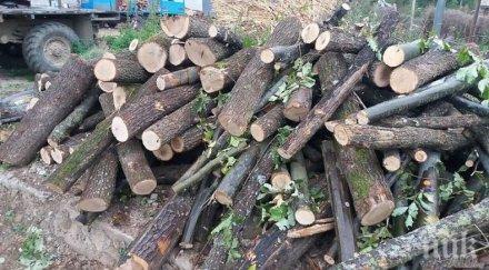 нощем посред бял ден масови кражби дърва гората тетевен