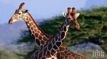 жираф уби известен режисьор време снимки