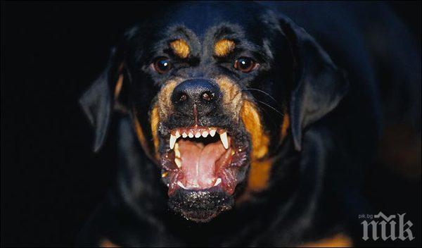 ШОК! Улични псета убиха шест деца само за седмица