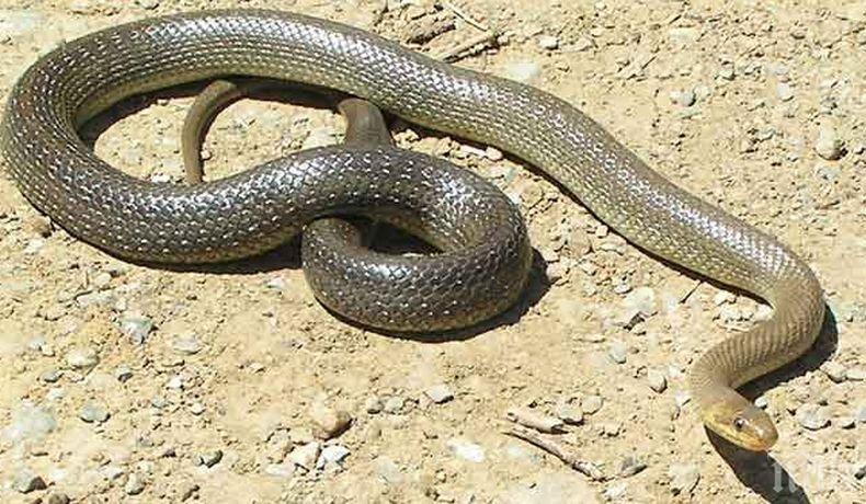 Напаст! Змии плъзнаха в Пловдивско (СНИМКА)