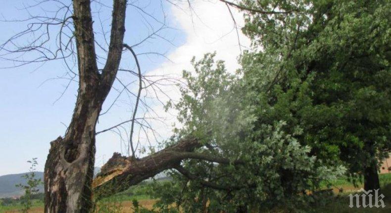 Страшна буря потроши коли в Стара Загора