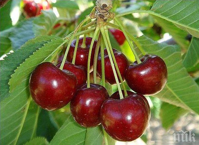 И ТАЗИ ГОДИНА! Жандармерия ще пази черешите в Кюстендилско