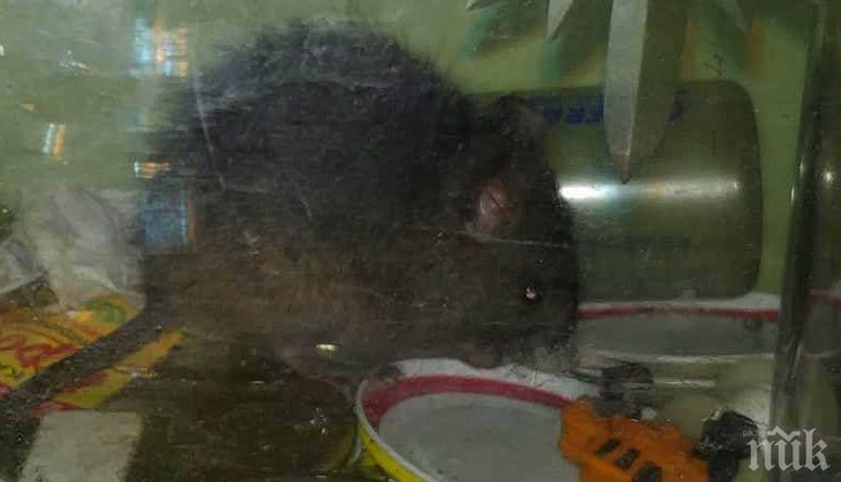 НАПАСТ! Мишки-гиганти нападат продукцията на земеделци в Кюстендилско (СНИМКА)