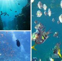 Подводен свят! Учени откриха десетки неизвестни морски видове около Бермудските острови