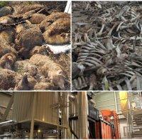 СКАНДАЛ В ПИК! Далавери за десетки милиони в шуменски екарисаж – тровят хората с радиокативно трупно брашно, замесени имената на политици