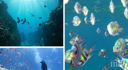 подводен свят учени откриха десетки неизвестни морски видове около бермудските острови