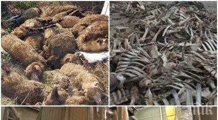 скандал пик далавери десетки милиони шуменски екарисаж тровят хората радиокативно трупно брашно замесени имената политици