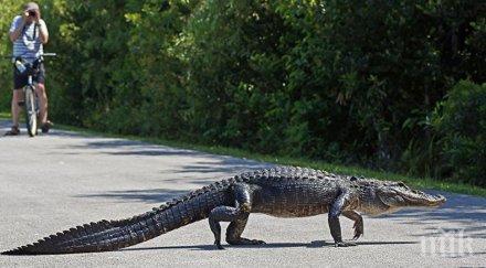 ужас флорида издирват тийнейджър завлечен алигатор езеро