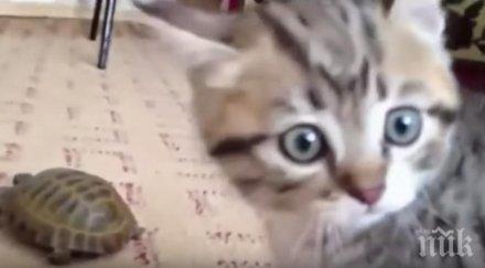 сащ убили изгорили хиляди здрави котенца заради таен експеримент