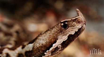 пепелянка клъвна жена мазето