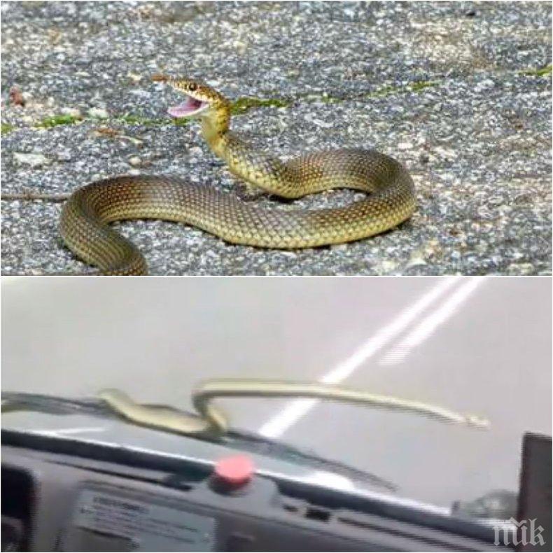 УЖАС! Нашествие от змии в Благоевград и Дупница, влечугите излизат от колите