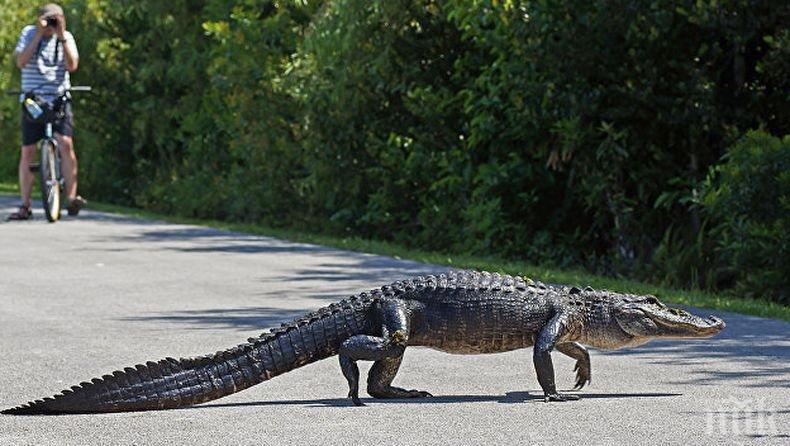 Ужас! Във Флорида издирват тийнейджър, завлечен от алигатор в езеро