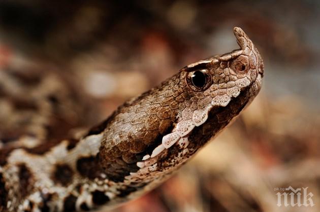 Пепелянка клъвна жена в мазето