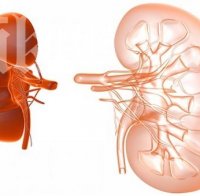 Бъбрек на цената на тристаен апартамент в София