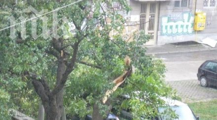 общината софия махайте саксиите терасите