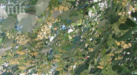 годишна дупничанка падна липа