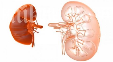 бъбрек цената тристаен апартамент софия