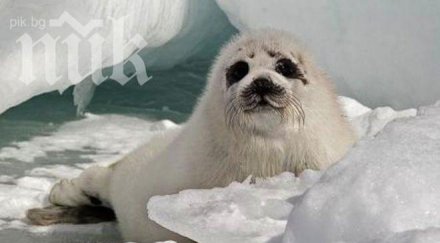 000 тюлена избити канада