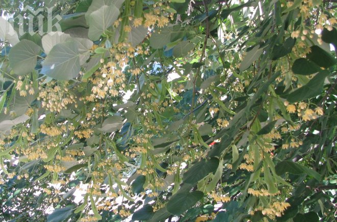 51-годишна дупничанка падна от липа