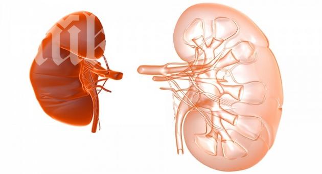 Бъбрек на цената на тристаен апартамент в София