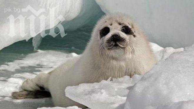 91 000 тюлена избити в Канада