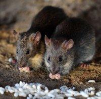 Откритие! Плъховете имали човешко съзнание