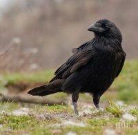 УМНИК! Гарван открадна кредитна карта, за да си купи...