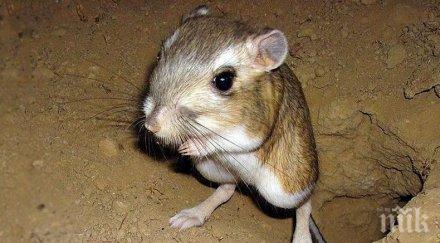 прекалено секс заплашва популацията мишки