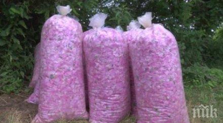 розарите паника берачи