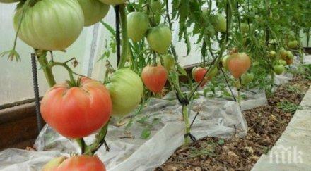 домати отгледат без поливане