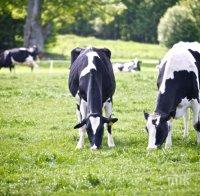 Крави и овце ще косят тревата по парковете в Рим