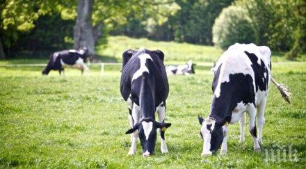 крави овце косят тревата парковете рим