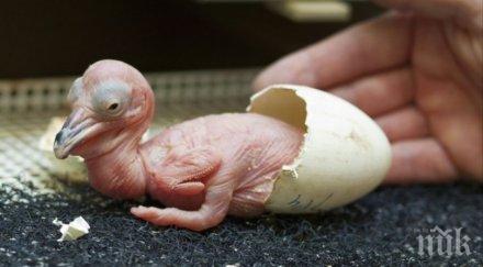 добра новина излюпиха първите пеликанчета