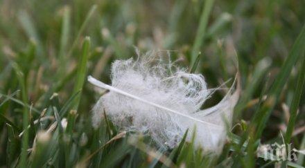 паранормално мъртвите явяват бели пера