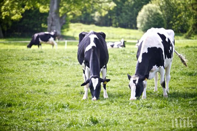Крави и овце ще косят тревата по парковете в Рим
