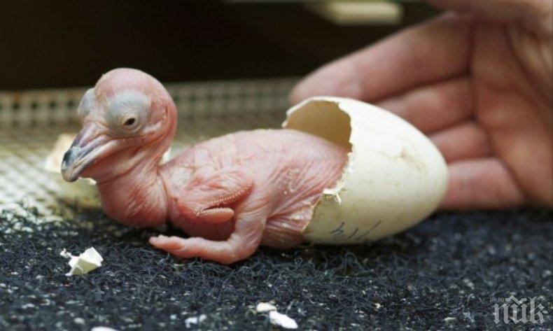 ДОБРА НОВИНА! Излюпиха се първите пеликанчета