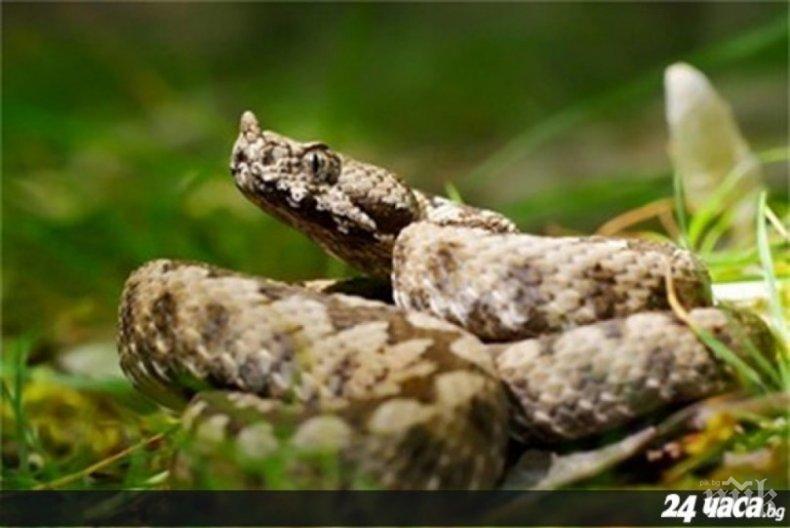 Змии плъзнаха из страната заради жегите