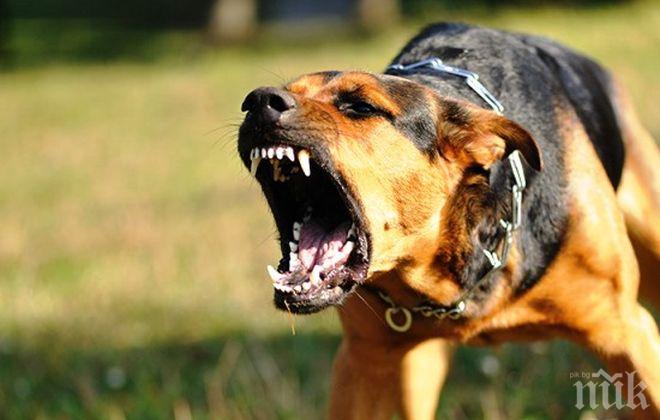 Издирват стопанина на кучето в Бургас, заради което дядо Йордан остави метри кървава диря до дома си 