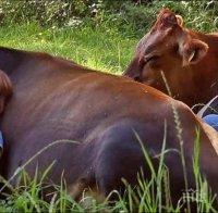 НОВА МОДА: Терапия с гушкане на крави превзема света